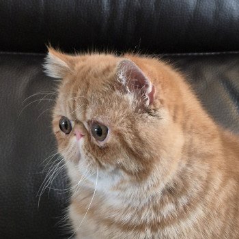 chat Exotic Shorthair red spotted tabby Aribo Chatterie Katzarolli