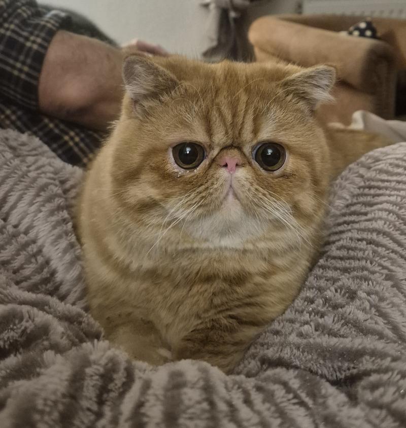 Aribo Mâle Exotic Shorthair