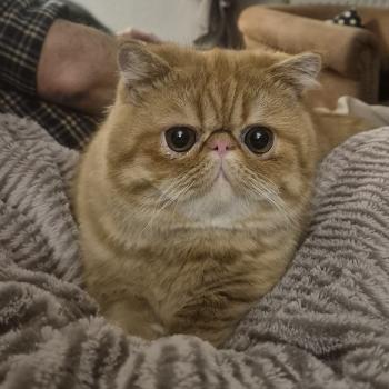 chat Exotic Shorthair red spotted tabby Aribo Chatterie Katzarolli