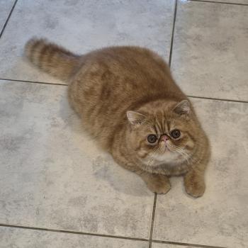chat Exotic Shorthair red spotted tabby Aribo Chatterie Katzarolli