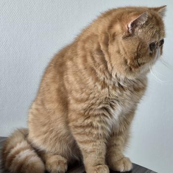 chat Exotic Shorthair red spotted tabby Aribo Chatterie Katzarolli