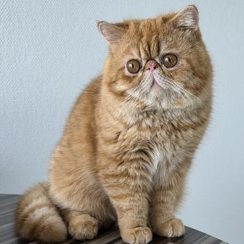 chat Exotic Shorthair red spotted tabby Aribo Chatterie Katzarolli