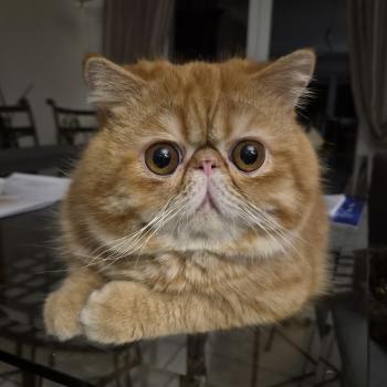 chat Exotic Shorthair red spotted tabby Aribo Chatterie Katzarolli