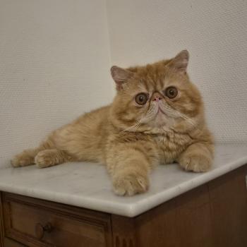 chat Exotic Shorthair red spotted tabby Aribo Chatterie Katzarolli