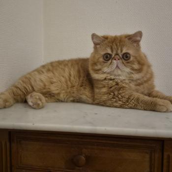 chat Exotic Shorthair red spotted tabby Aribo Chatterie Katzarolli