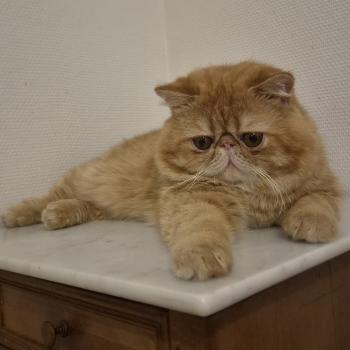 chat Exotic Shorthair red spotted tabby Aribo Chatterie Katzarolli