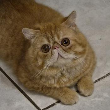chat Exotic Shorthair red spotted tabby Aribo Chatterie Katzarolli