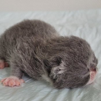 chaton Exotic Shorthair blue & blanc bb bleu & blanc Mya Chatterie Katzarolli