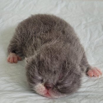 chaton Exotic Shorthair blue & blanc bb bleu & blanc Mya Chatterie Katzarolli