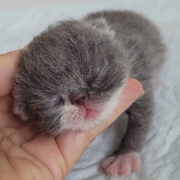 chaton Exotic Shorthair blue & blanc bb bleu & blanc Mya Chatterie Katzarolli