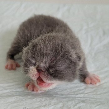 chaton Exotic Shorthair blue & blanc bb bleu & blanc Mya Chatterie Katzarolli