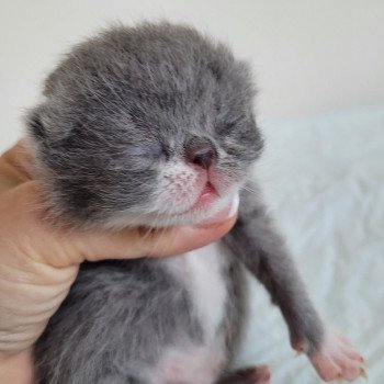 chaton Exotic Shorthair blue & blanc Bébé bleu & blanc Mya Chatterie Katzarolli