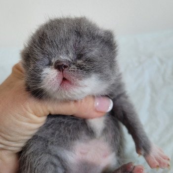 chaton Exotic Shorthair blue & blanc Bébé bleu & blanc Mya Chatterie Katzarolli