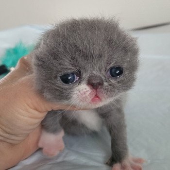 chaton Exotic Shorthair blue & blanc Bébé bleu & blanc Mya Chatterie Katzarolli