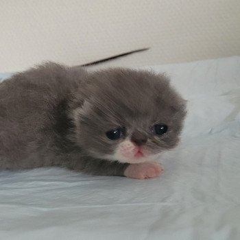 chaton Exotic Shorthair blue & blanc Bébé bleu & blanc Mya Chatterie Katzarolli