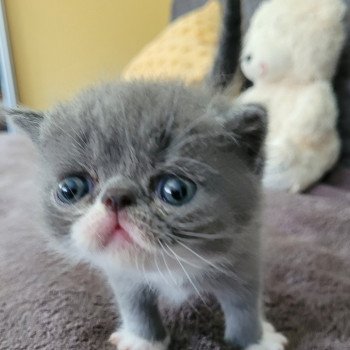 chaton Exotic Shorthair blue & blanc Bébé bleu & blanc Mya Chatterie Katzarolli