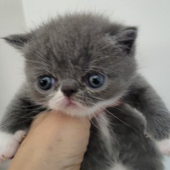 chaton Exotic Shorthair blue & blanc Bébé bleu & blanc Mya Chatterie Katzarolli