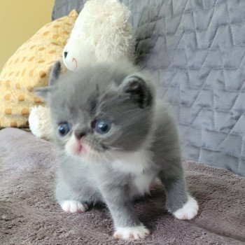 chaton Exotic Shorthair blue & blanc Bébé bleu & blanc Mya Chatterie Katzarolli