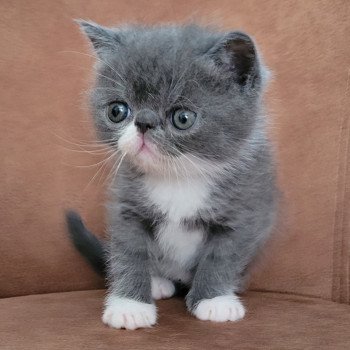 chaton Exotic Shorthair blue & blanc Bébé bleu & blanc Mya Chatterie Katzarolli