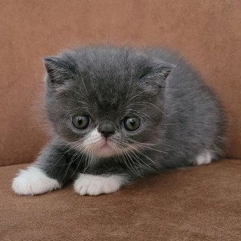 chaton Exotic Shorthair blue & blanc Bébé bleu & blanc Mya Chatterie Katzarolli