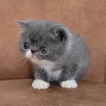 chaton Exotic Shorthair blue & blanc Bébé bleu & blanc Mya Chatterie Katzarolli