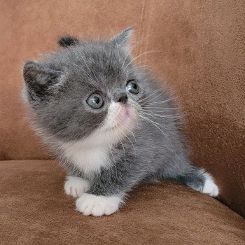 chaton Exotic Shorthair blue & blanc Bébé bleu & blanc Mya Chatterie Katzarolli