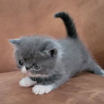 chaton Exotic Shorthair blue & blanc Bébé bleu & blanc Mya Chatterie Katzarolli