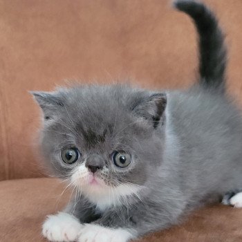 chaton Exotic Shorthair blue & blanc Bébé bleu & blanc Mya Chatterie Katzarolli