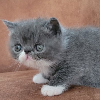 chaton Exotic Shorthair blue & blanc Bébé bleu & blanc Mya Chatterie Katzarolli