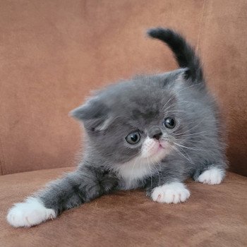 chaton Exotic Shorthair blue & blanc Bébé bleu & blanc Mya Chatterie Katzarolli