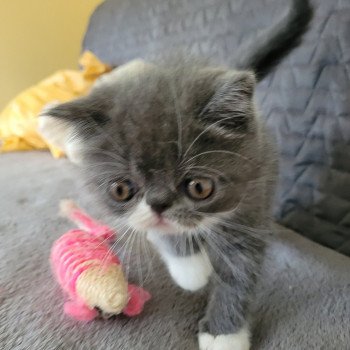 chaton Exotic Shorthair blue & blanc Bébé bleu & blanc Mya Chatterie Katzarolli