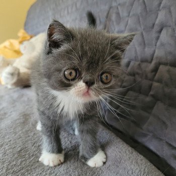 chaton Exotic Shorthair blue & blanc Bébé bleu & blanc Mya Chatterie Katzarolli