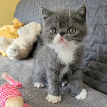 chaton Exotic Shorthair blue & blanc Bébé bleu & blanc Mya Chatterie Katzarolli