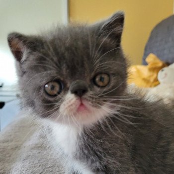 chaton Exotic Shorthair blue & blanc Bébé bleu & blanc Mya Chatterie Katzarolli