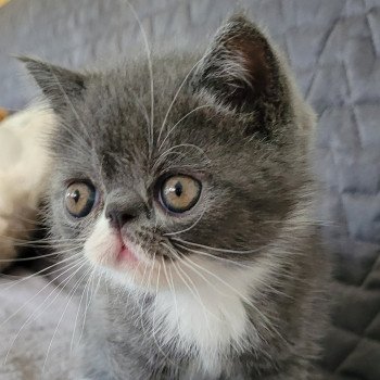 chaton Exotic Shorthair blue & blanc Bébé bleu & blanc Mya Chatterie Katzarolli