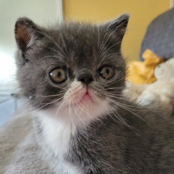 chaton Exotic Shorthair blue & blanc Bébé bleu & blanc Mya Chatterie Katzarolli