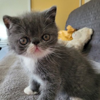 chaton Exotic Shorthair blue & blanc Ugo Boss Chatterie Katzarolli