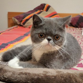 chaton Exotic Shorthair blue & blanc Ugo Boss Chatterie Katzarolli