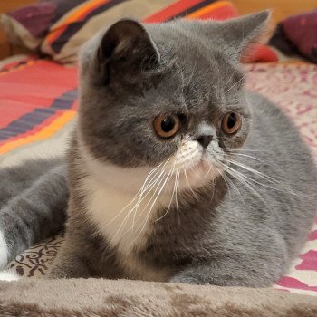 chaton Exotic Shorthair blue & blanc Ugo Boss Chatterie Katzarolli