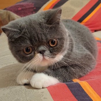 chaton Exotic Shorthair blue & blanc Ugo Boss Chatterie Katzarolli