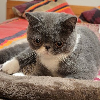 chaton Exotic Shorthair blue & blanc Ugo Boss Chatterie Katzarolli