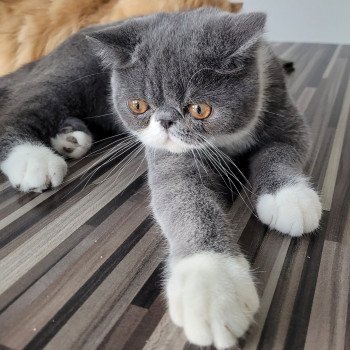 chaton Exotic Shorthair blue & blanc Ugo Boss Chatterie Katzarolli