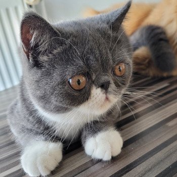 chaton Exotic Shorthair blue & blanc Ugo Boss Chatterie Katzarolli