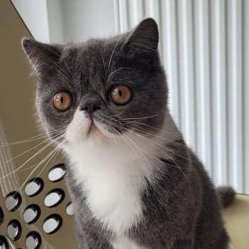 chaton Exotic Shorthair blue & blanc Ugo Boss Chatterie Katzarolli