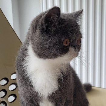 chaton Exotic Shorthair blue & blanc Ugo Boss Chatterie Katzarolli