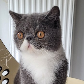 chaton Exotic Shorthair blue & blanc Ugo Boss Chatterie Katzarolli