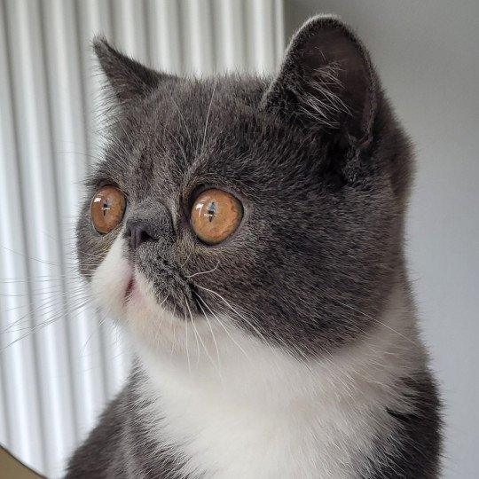 Ugo Boss Mâle Exotic Shorthair