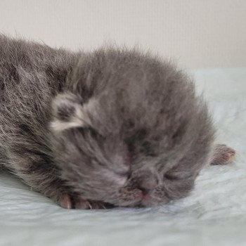 chaton Exotic Shorthair blue bb bleu MYA Chatterie Katzarolli