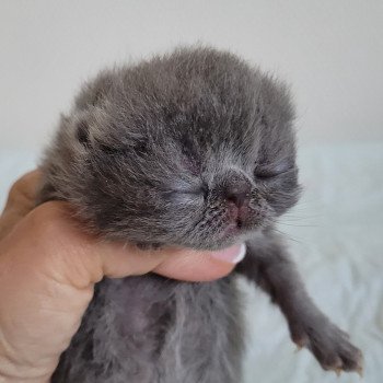 chaton Exotic Shorthair blue Bébé bleu Mya Chatterie Katzarolli