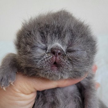 chaton Exotic Shorthair blue Bébé bleu Mya Chatterie Katzarolli